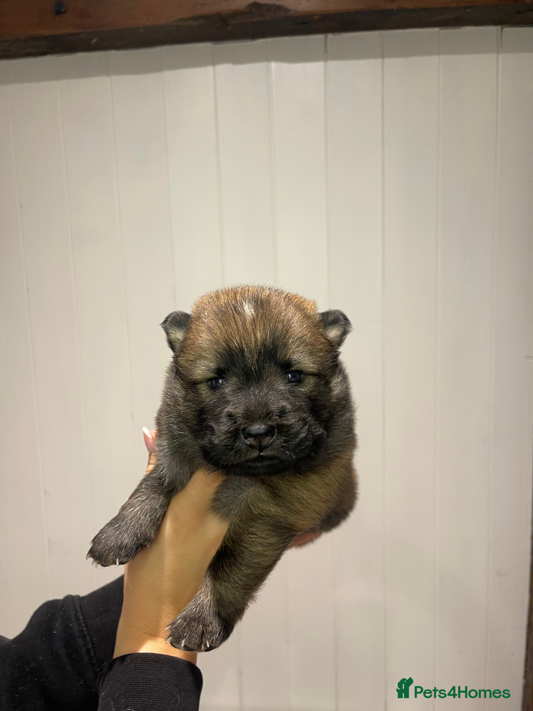 Mixed Breed dogs for sale: chowski / chow chow x Siberian husky - Advert 16