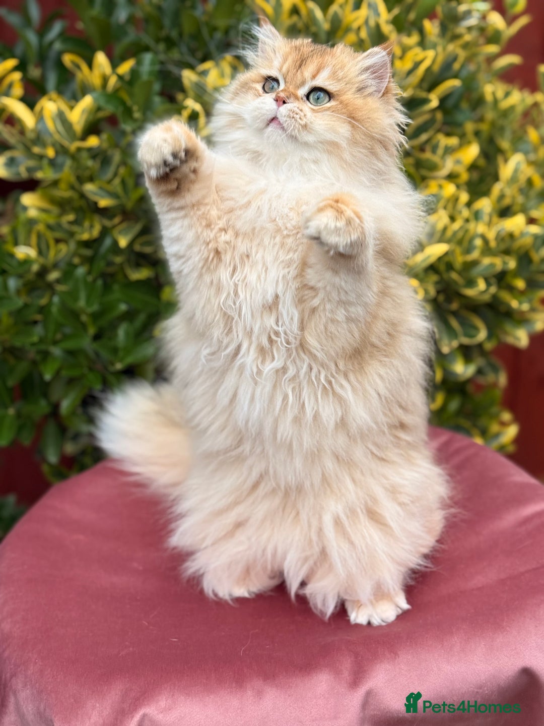 British Shorthair cats for sale: Last boy - superb pedigree and clear genetic tests - Advert 7