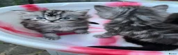 Siberian cats for sale: Adorable Kittens Looking for Their Forever Homes! - Advert 22