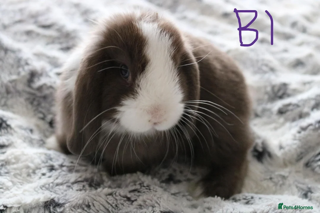 Mini Lop rabbits for sale: Stunning Mini Lop Babies - Advert 1