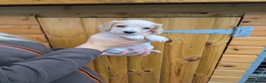 Cocker Spaniel 2