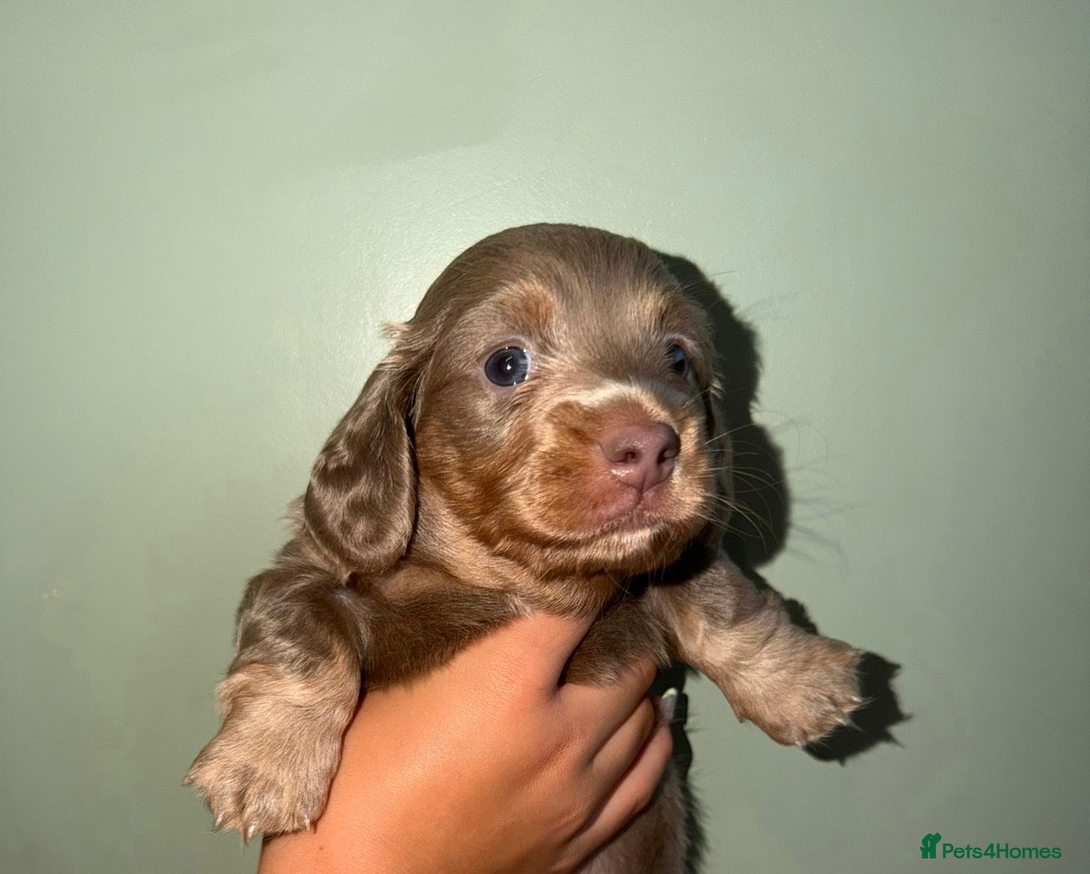 Miniature Dachshund dogs Long haired miniature dachshunds - reduced price!! - Advert 2