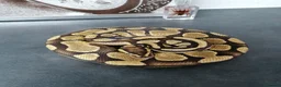 Python Snake reptiles for sale: Ball pythons adult females and hatchlings  - Advert 10