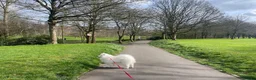 Samoyed dogs for sale: Exceptional pedigree puppies. - Advert 11