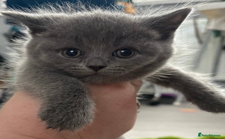 Russian Blue cats - Advert 5