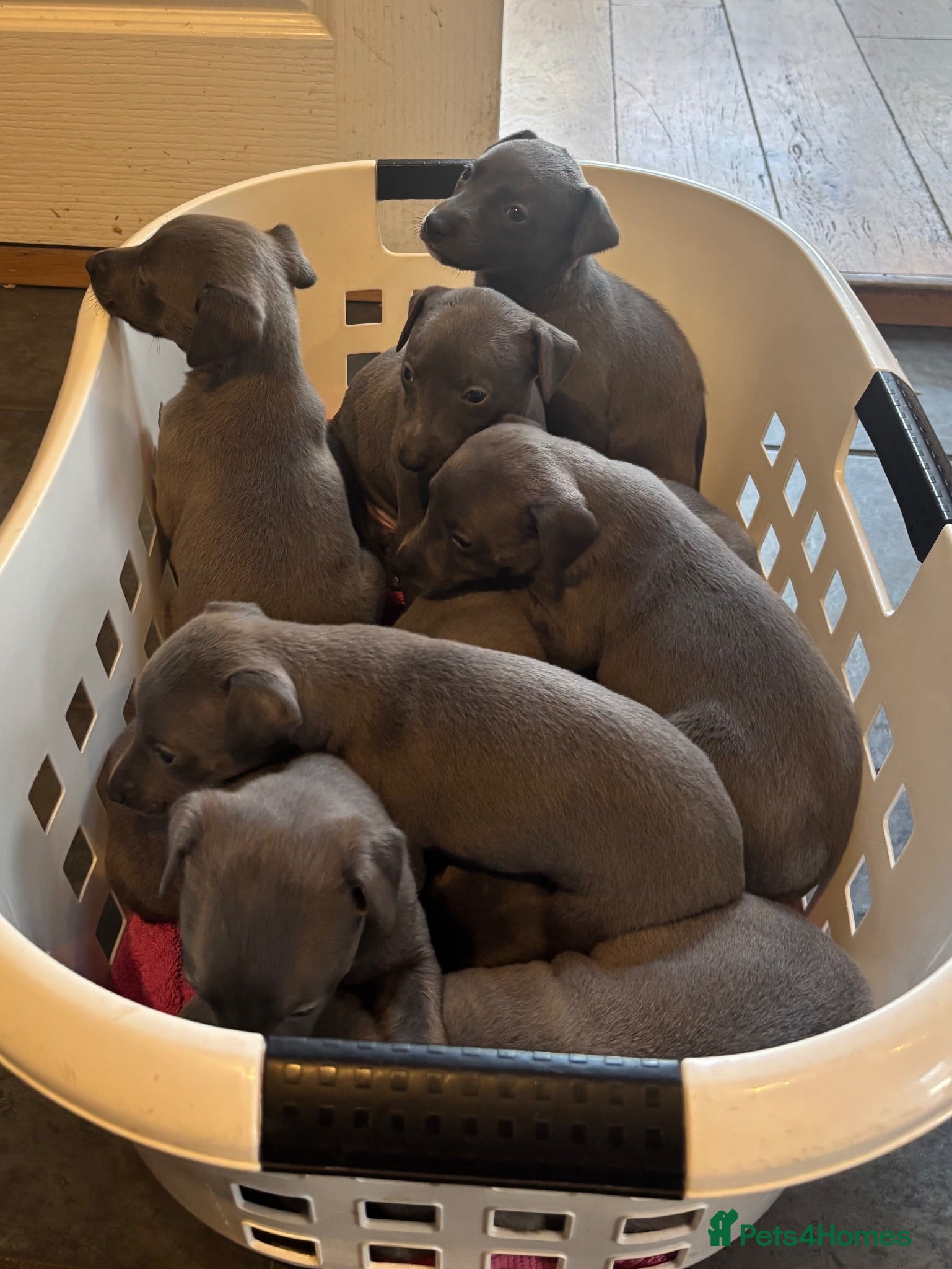 Whippet dogs Stunning Blue KC Reg Whippets Pups  - Advert 2