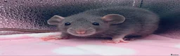 Rat rodents for sale: Pedigree Dumbo Rats in Russian Blue and Black - Advert 9