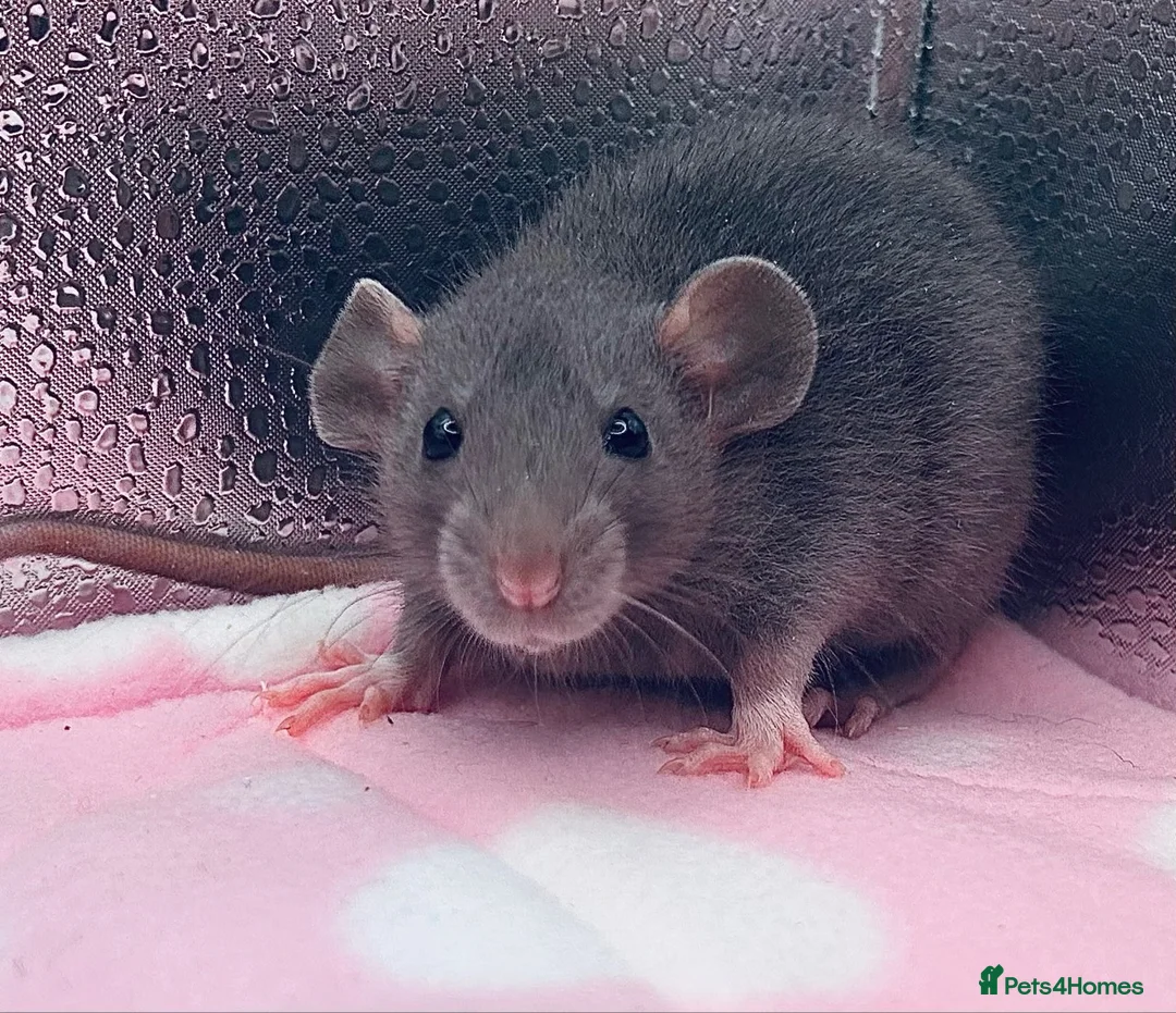 Rat rodents for sale: Pedigree Dumbo Rats in Russian Blue and Black - Advert 9