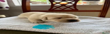 Labrador Retriever Puppy 3