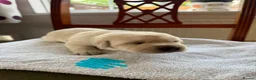 Labrador Retriever dogs for sale: Beautiful litter of Pedigree Yellow Labrador   in Waltham Abbey - Advert 8