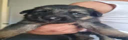 German Shepherd dogs for sale: Last 2 chunky pups available - Advert 4