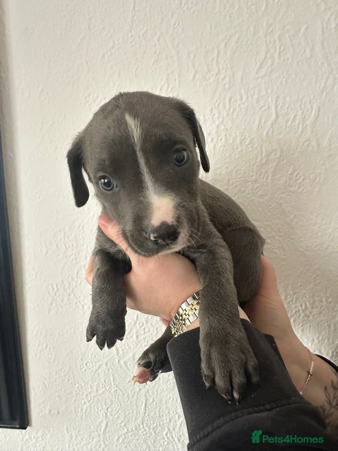 Mixed Breed dogs for sale: Cane corso x alpha blue bulldog puppies  - Advert 14