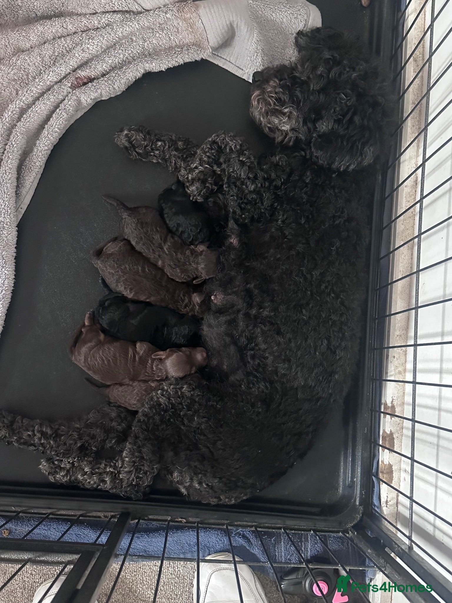 Cockapoo dogs 5 Cockapoo Males   - Advert 15