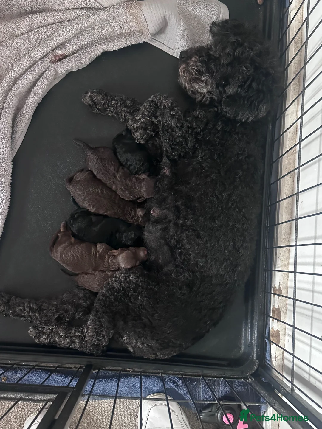 Cockapoo dogs for sale: 5 Cockapoo Males   - Advert 1