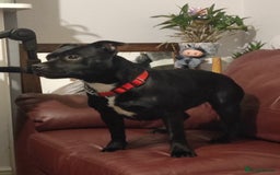 Staffordshire Bull Terrier dogs for sale: Staffordshire bull terrier bitch - Advert 1