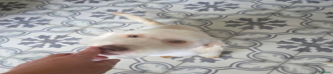 Miniature Poodle Puppy 1