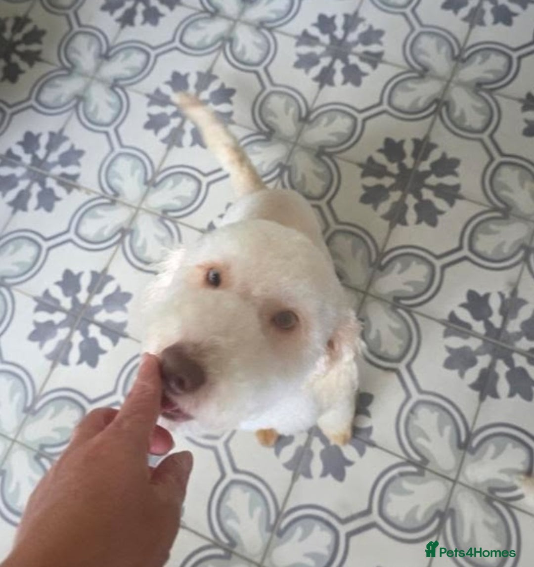 Miniature Poodle dogs for sale: Miniature Poodle  - Image 2