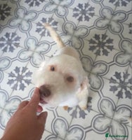 Miniature Poodle dogs - Advert 10