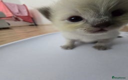 Ragdoll cats for sale: 💙 BLUEPOINT RAGDOLL BOY FOR SALE 💙 - Image 22