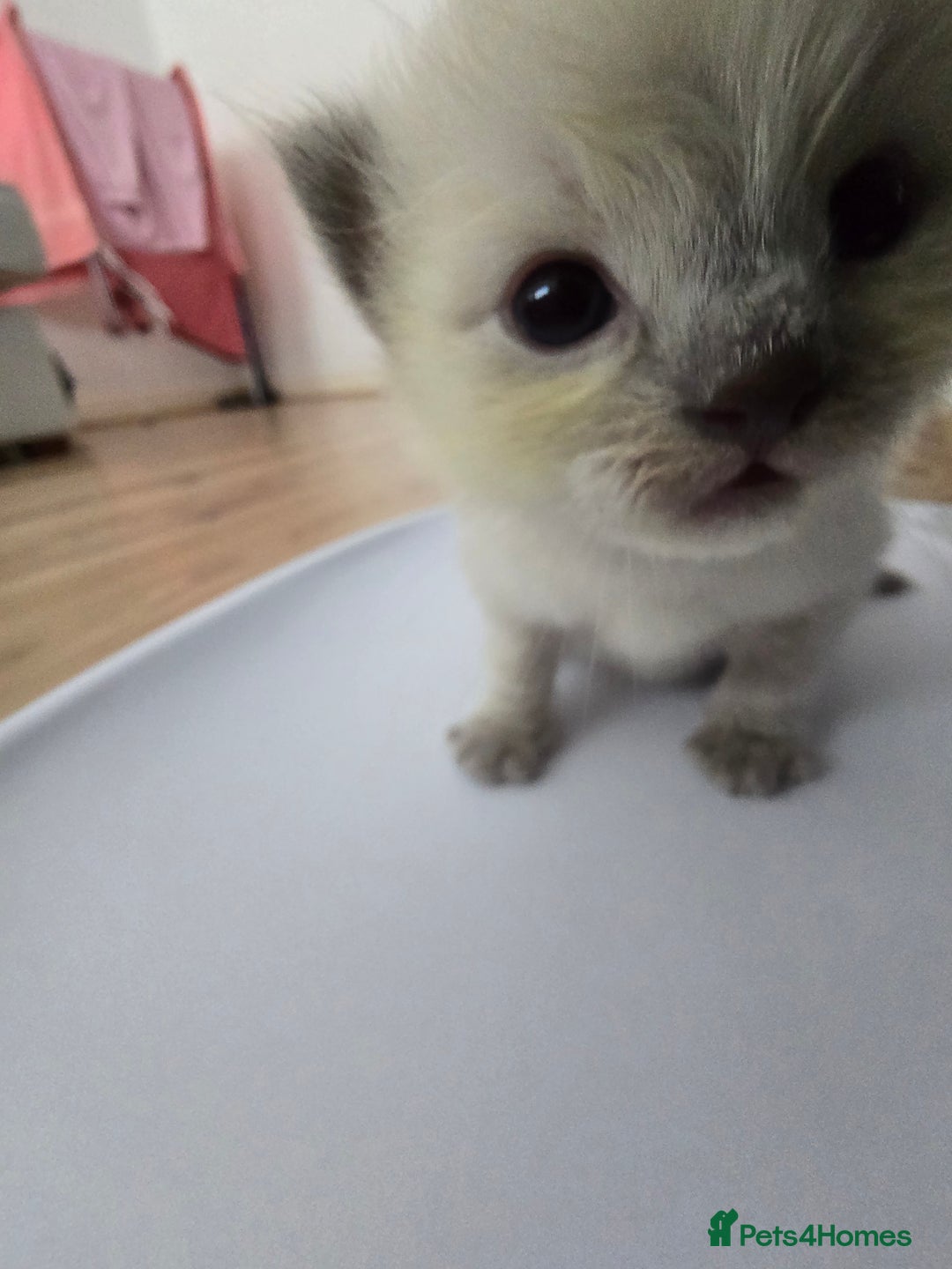 Ragdoll cats for sale: 💙 BLUEPOINT RAGDOLL BOY FOR SALE 💙 - Image 22