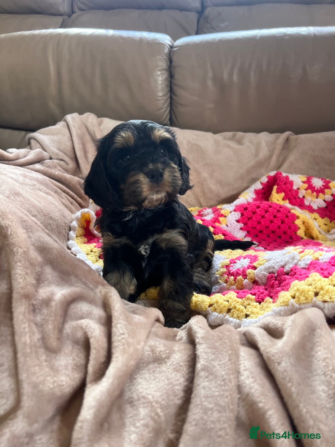 Cockapoo dogs for sale: F1 Cockapoo puppies  - Image 6