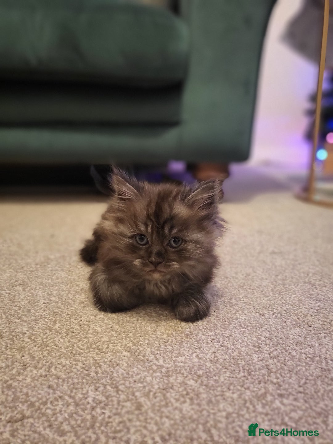 Ragcoon cats for sale: Beautiful girl Ragcoon  - Advert 6