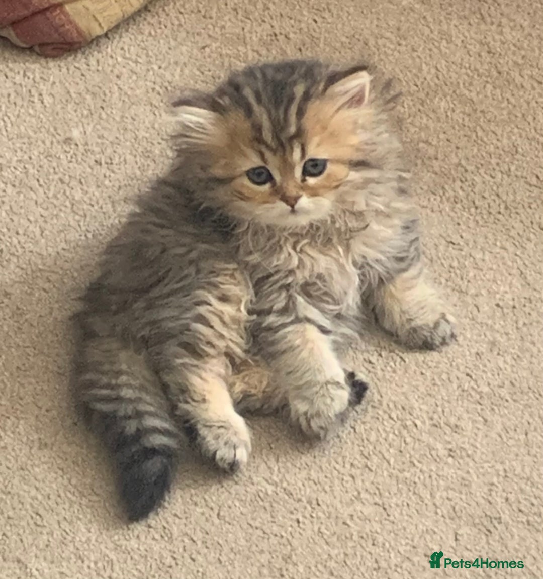 Persian cats for sale: 7 x beautiful persian kittens ready Thursday 14/08 - Image 7