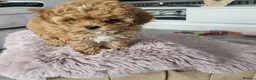 Maltipoo dogs for sale: BEAUTIFUL F1B MALTIPOO  PUPPYIES  - Advert 6