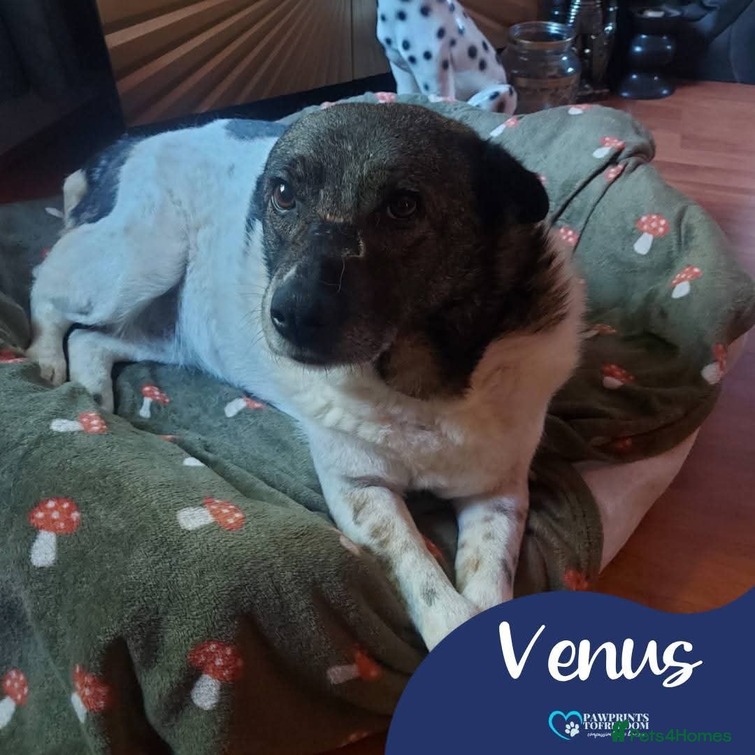 Mixed Breed dogs Meet Venus,currently residing in Essex  - Advert 3