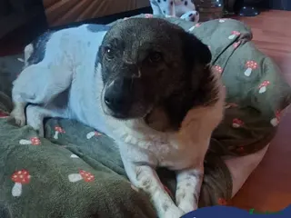 Mixed Breed dogs Meet Venus,currently residing in Essex - Advert 22