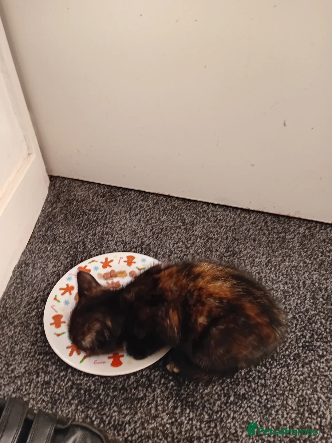 Mixed Breed cats for sale: Kitten for sale - Advert 6