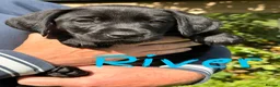 Labrador Retriever dogs for sale: Beautiful Working Labrador Puppies ready now! - Advert 8