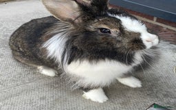 Mixed Breed rabbits for sale: Beautiful bramble looking for a home  - Image 1