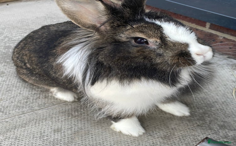 Mixed Breed rabbits - Advert 2