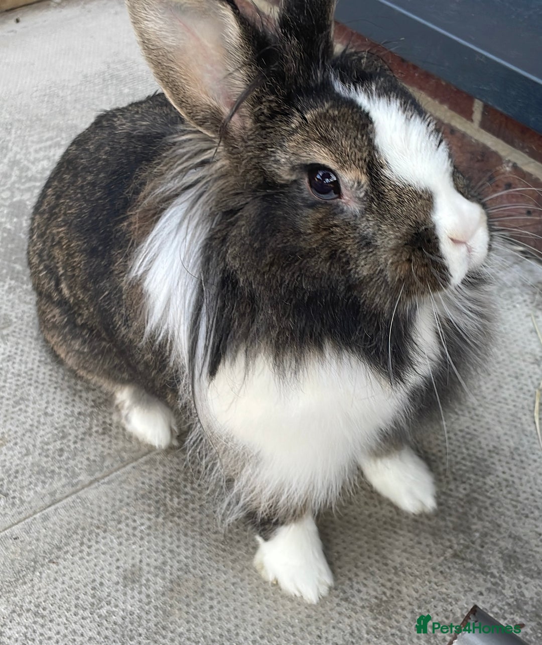 Mixed Breed rabbits for sale: Beautiful bramble looking for a home  - Image 1