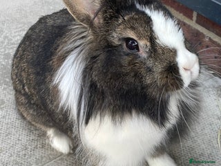 Mixed Breed rabbits - Advert 14