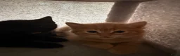 Mixed Breed cats for sale: Gorgeous little kittens - Advert 4