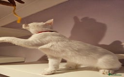 Ragdoll cats for sale: Loving half Ragdolls - Image 9