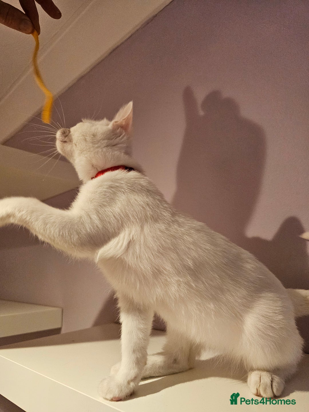 Ragdoll cats for sale: Loving half Ragdolls - Image 9