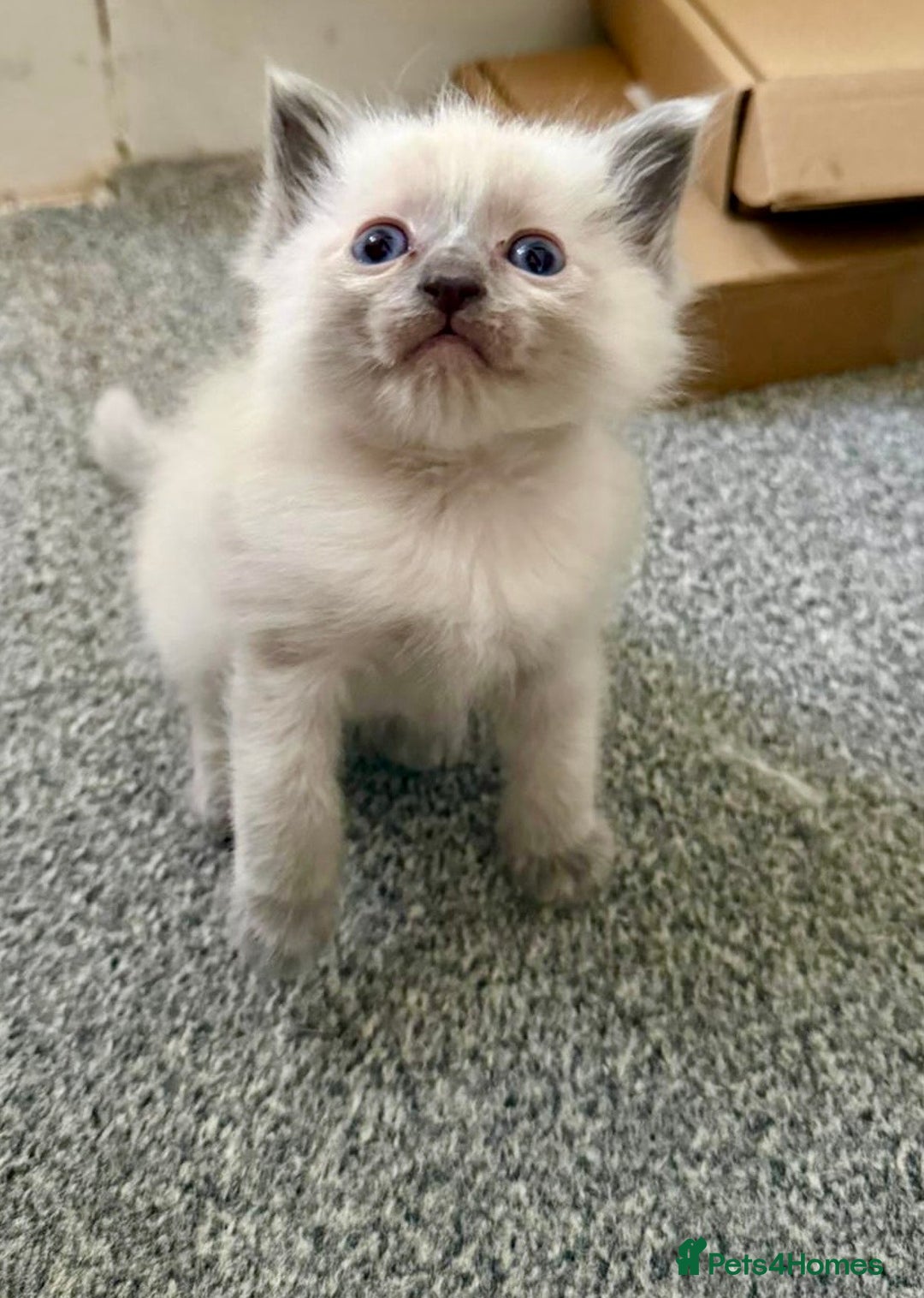 Ragdoll cats for sale: Exquisite Ragdoll Kittens Available - Advert 6