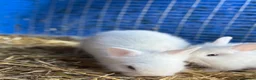 Lionhead rabbits for sale: 5x gorgeous white fluffy lionhead bunnies  - Advert 16