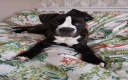 Cane Corso dogs for stud: 4yo male for stud - Image 4