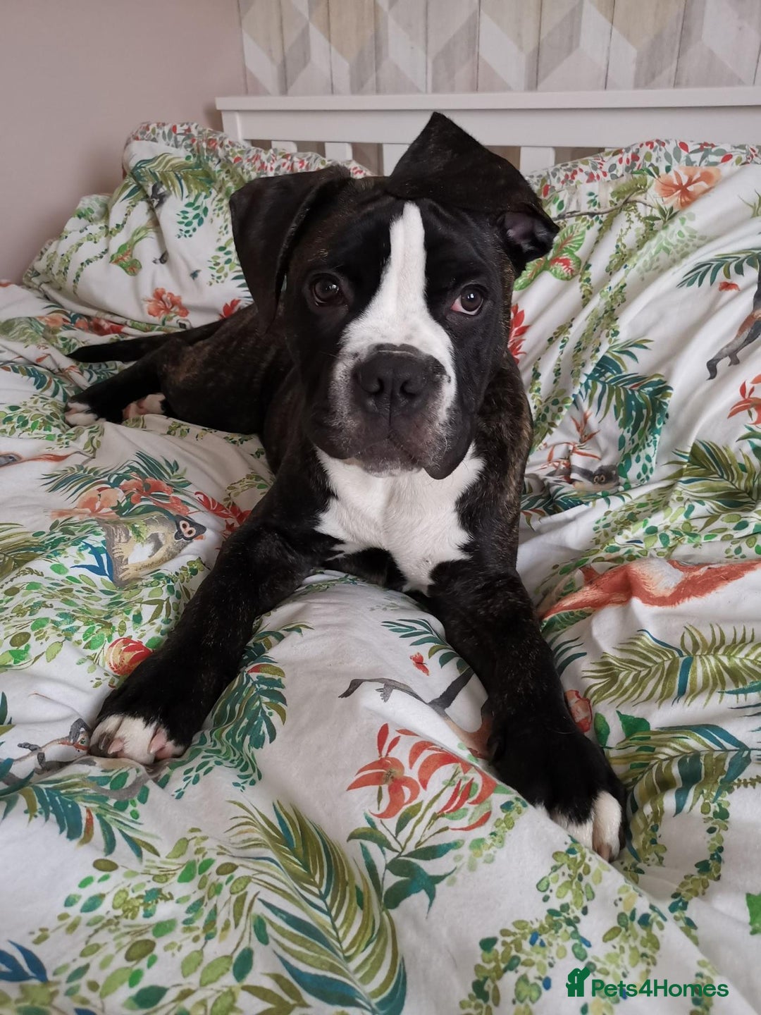 Cane Corso dogs for stud: 4yo male for stud - Image 4