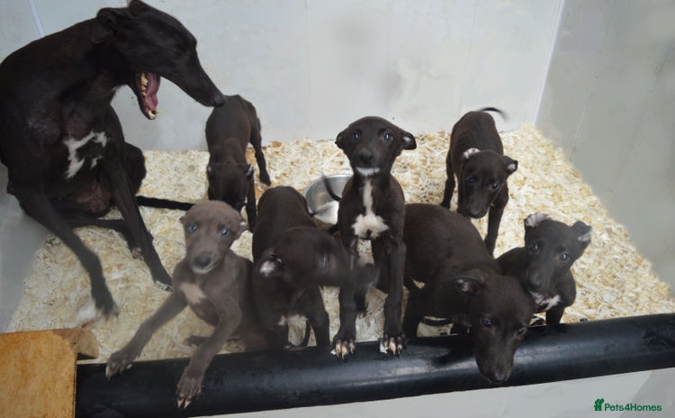 Greyhound dogs - Advert 2