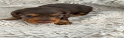 Miniature Dachshund dogs for sale: Last little long haired chocolate boy pup - Advert 36