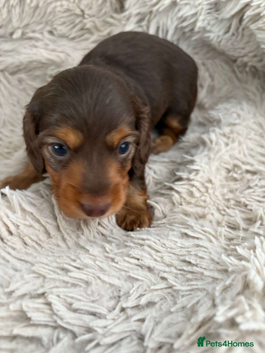 Miniature Dachshund dogs for sale: Long haired mini male dachshunds pups KC reg  - Image 23
