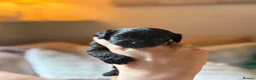 Mixed Breed dogs for sale: Miniature Poodle Cross Puppies  - Advert 21