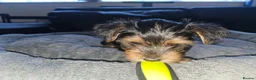 Yorkshire Terrier dogs for sale: 🐶 💖Pedigree Yorkshire Terrier Puppies💖 🐶 - Advert 24