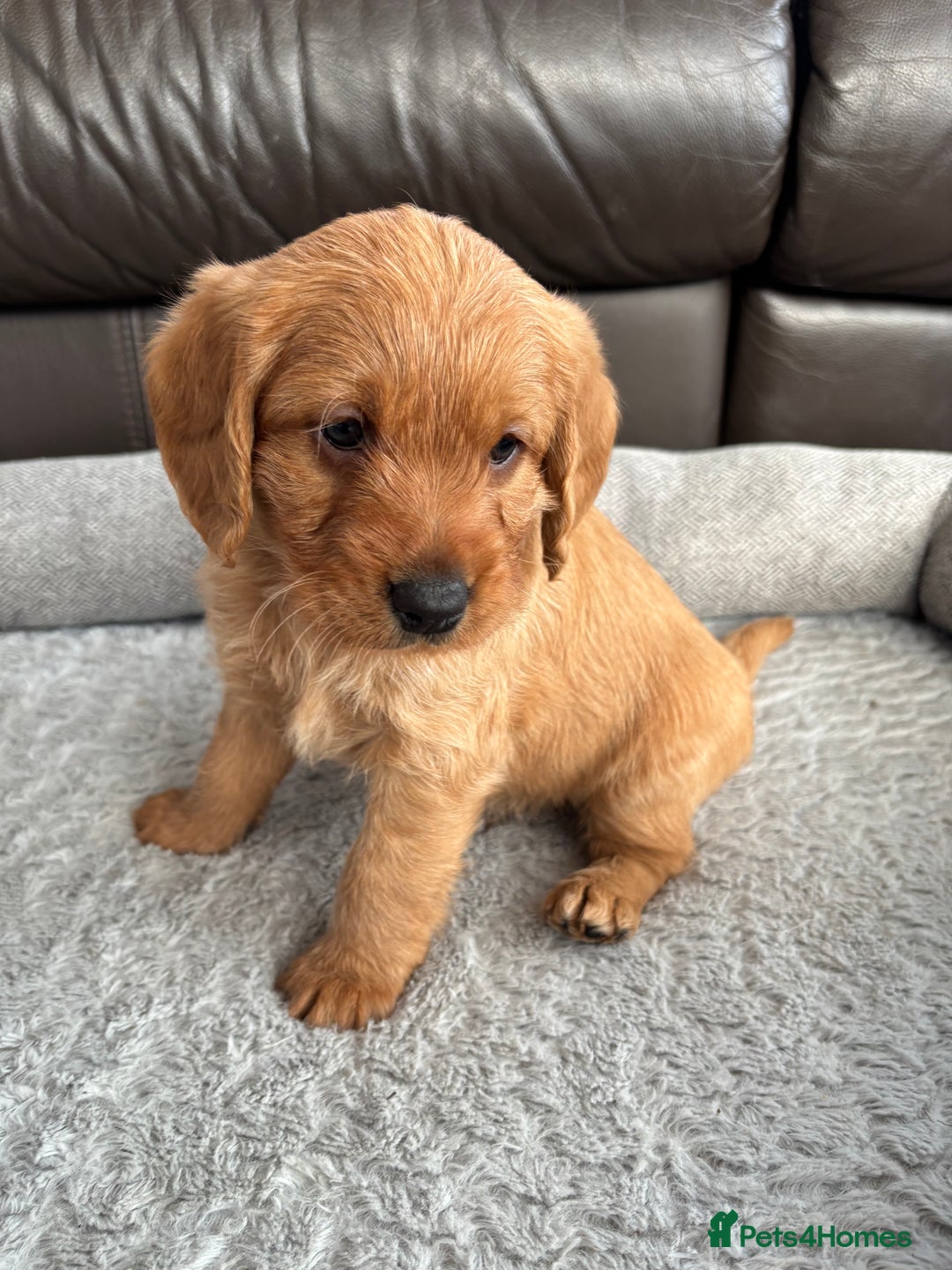 Labradoodle dogs for sale: F1 Labradoodle Puppies - Advert 7