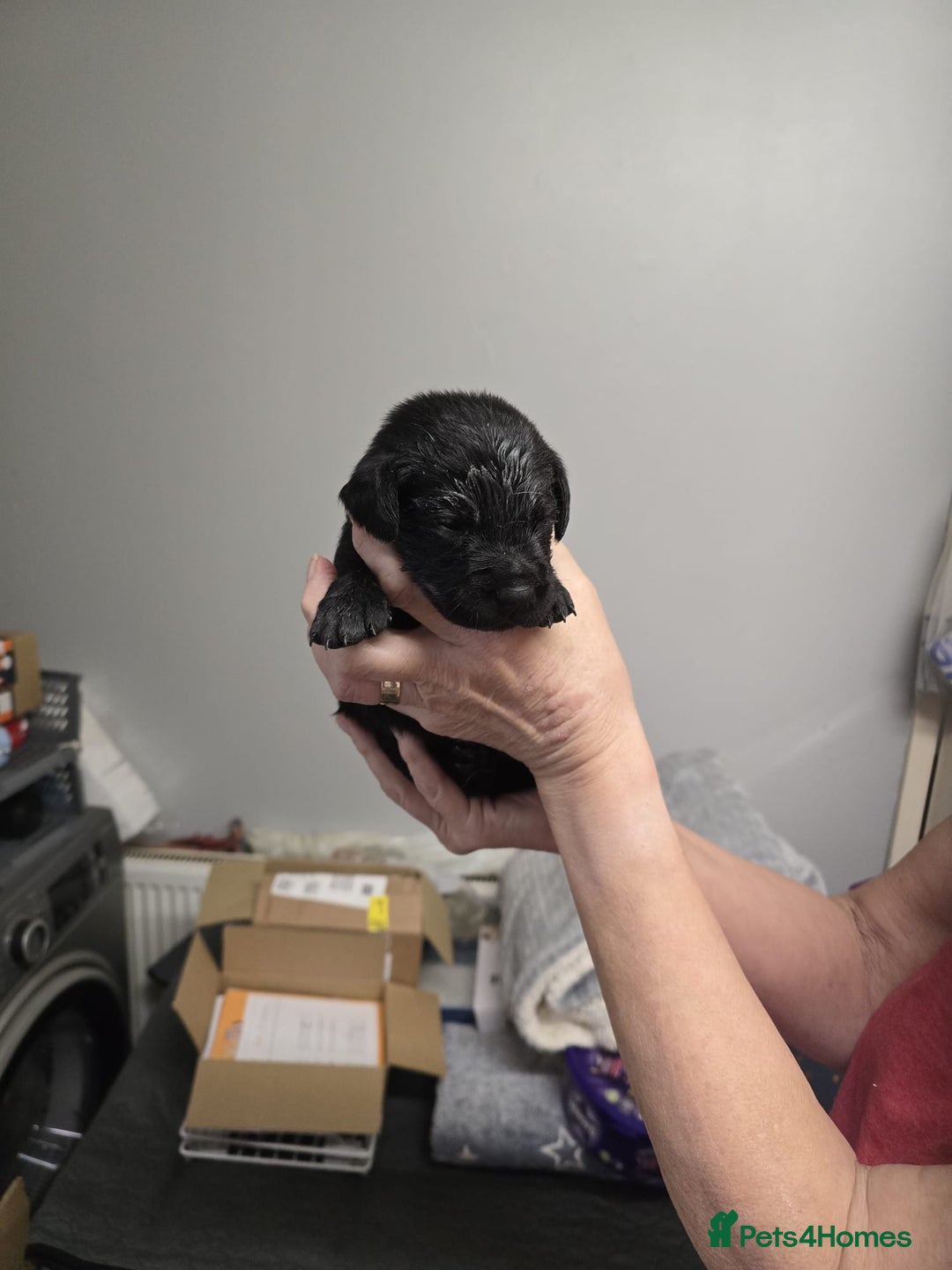 Goldador dogs for sale: Goldador  - Advert 3